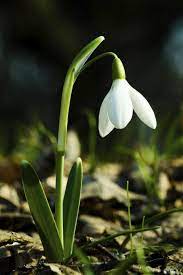 Snowdrops Bulbs What Is In The Green Bulb Flowers Snow Drops Flowers Gardening For Beginners