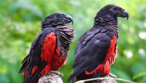 The pesquet's parrot is a species of parrot found in new guinea rainforest habitat. The Dracula Parrot Is Hauntingly Beautiful But Dwindling As Poachers Hunt For Their Feathers
