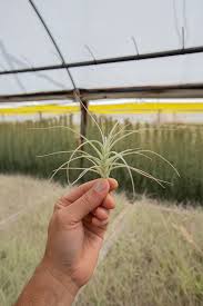 Image result for Xyris straminea