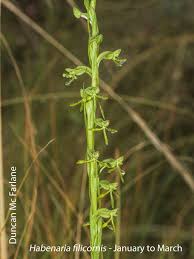 Image result for Habenaria filicornis