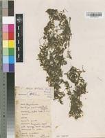 Image result for Najadaceae