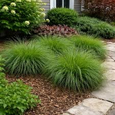 Image result for Carex petitiana