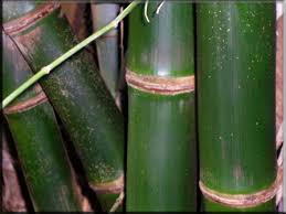 Image result for Bambusa balcooa