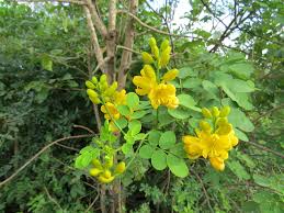 Image result for Senna bicapsularis