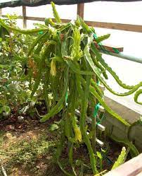 Manage And Prune Dragon Fruit Improve Production Pitahaya Thanh Long How To Grow Dragon Fruit Dragon Fruit Dragon Fruit Varieties