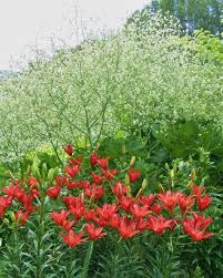 Image result for Crambe