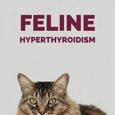 Feline Hyperthyroidism Can You Treat It Naturally Boulder Holistic Vet Feline Hyperthyroidism Hyperthyroidism Natural Pet Care