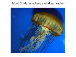 What kind of system does a water filled bucket represents? Phylum Porifera Sponges The First Animals Sponges Are