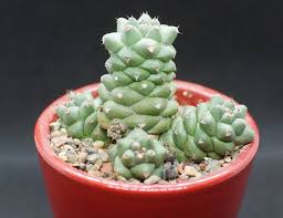 Image result for Monadenium pseudoracemosum