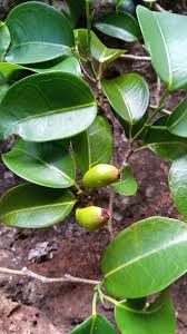 Image result for Trilepisium madagascariense