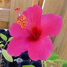 Pink Versicolor Fuchsia Hibiscus Well Rooted Live Starter Plant 7 To 10 Tall Hibiscus Hibiscus Tree Care Growing Hibiscus Hibiscus Plant