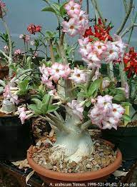 Adenium Arabicum Google Search Desert Rose Plant Adenium Beautiful Flowers