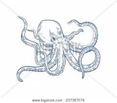 Octopus Kraken Drawn Vector Photo Free Trial Bigstock Detail of geographical map depicting monstrous sea creature drawing. octopus kraken drawn vector photo