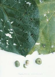 Image result for Neoboutonia