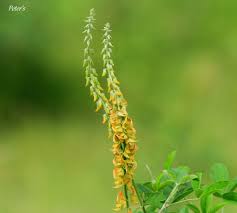 Image result for Crotalaria pallida