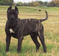 Our commitment and dedication is to continue pure breeding of the presa canario according to original standards from the. Perro De Presa Canario Vs American Molossus Breed Comparison