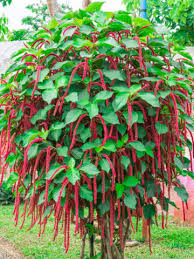 Image result for Acalypha segetalis