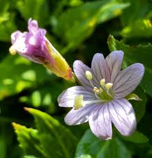 Image result for Epilobium