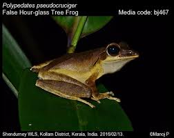 Image result for Polyceratocarpus