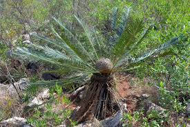 Image result for Cycadaceae