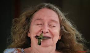 Why do hummingbirds hover in front of people?