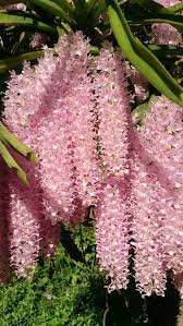 We did not find results for: 54 Rare Orchids Ideas Orchids Rare Orchids Beautiful Orchids