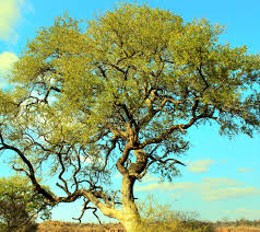 Image result for Pleurostylia capensis