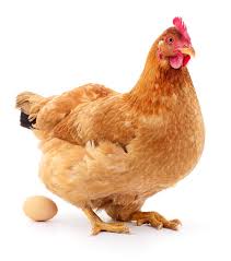 I have kept chickens for a number of years and fully appreciate their different characteristics and what intelligent creatures they are. Here S What Farms Do To Hens Who Are Too Old To Lay Eggs Huffpost Life