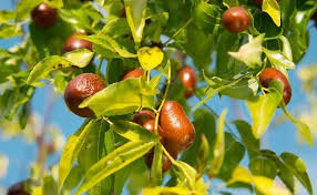 We did not find results for: 7 Fast Growing Trees In India