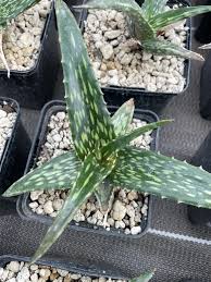 Image result for Aloe macrosiphon