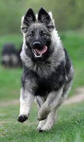 German Shepherd Puppies German Shepherd Dogs Shepherd Puppies Dogs