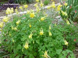 Aquilegia Chrysantha Yellow Queen Native Plants Yellow Perennials Plants