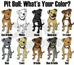 Pitbull Breeding Color Chart American Pitbull Terrier Pitbull Terrier Pitbull Puppies