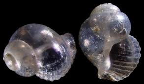 Image result for Tricalysia sp. E