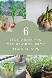 6 Vegetables You Can Re Grow From Food Scraps Vegetarian Cooking Blog Live Green Good Food Scraps Raised Garden Survival Gardening