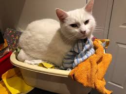 FOUND- thanks all Missing in the Leverstock Green Area near Hobbs Hill for  over 24 hours! Please look out for our Rosie- she has not been back after  being spooked for more