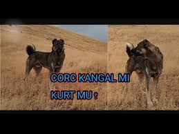 Baron Uncularin Karabas Dovusleri 3gp Mp4 Mp3 Flv Indir