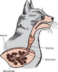 Even though there's no universally applied timetable for every single cat out there, all felines will experience when your cat doesn't get enough nutrition, its organism turns towards the body fat as a way to find energy. Introduction To Lung And Airway Disorders Of Cats Cat Owners Veterinary Manual
