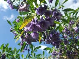 Blue is a surprising color to see in the garden, but it's always welcome for its cooling, calming qualities. Acnistus Australis Seeds 3 25 From Chiltern Seeds Chiltern Seeds Secure Online Seed Catalogue And Shop