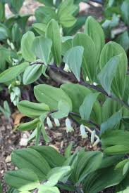 Image result for Ophrypetalum odoratum