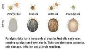Image result for Tick Paralysis