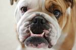 Brachycephalic airway obstructive syndrome - Wikipedia