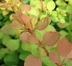 Image result for Berberis verruculosa