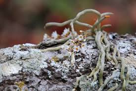 Image result for Microcoelia globulosa