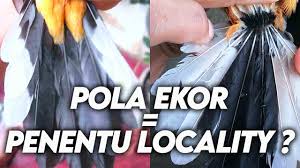 Padahal apabila ditelusuri dengan teknik motif ekor murai batu, burung ini sebenarnya berasal dari daerah lain. Download Mengenali Murai Batu Dengan Motif Ekor Murai Batu Menunjukkan Asal Habitat Murai Batu Mp3 Mp4 3gp Flv Download Lagu Mp3 Gratis