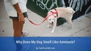 5 Reasons Why Your Dog Smells Like Ammonia 3 Helpful Tips Trainyourgsd