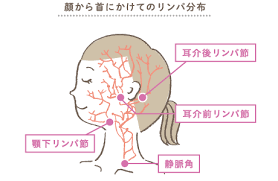 顔から首にかけてのリンパ分布 リンパ 顔 リンパマッサージ