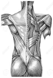 Long bone labeled black and white diagram of a long bone anatomy anatomy human body. Anatomy Of Superficial Muscles Back Vintage Illustration Black And White Isolated On White Background Stock Photo Picture And Royalty Free Image Image 107293136