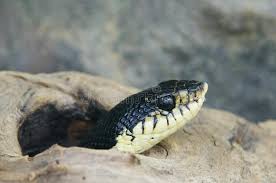 He's very sweet (hasn't hissed or shown a threat display) and amazing to hold. Malagasy Giant Hognose Snake Stock Photo Image Of Hognose Portrait 156937906
