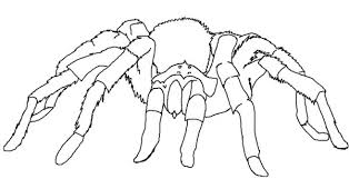 Pin By Debra Urban On Collins Coloring Pages In 2020 Spider Coloring Page Animal Coloring Pages Puppy Coloring Pages